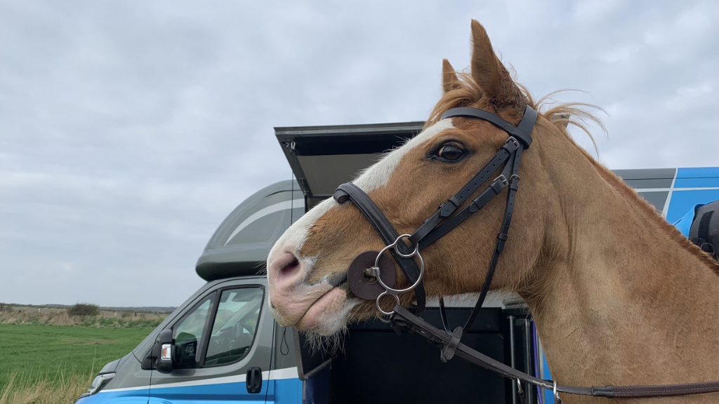 Safety First - Horse's Hearing