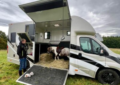 Pony in Aeos Horsebox