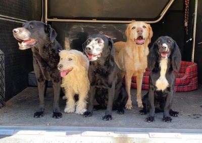 Dogs in Aeos Horsebox