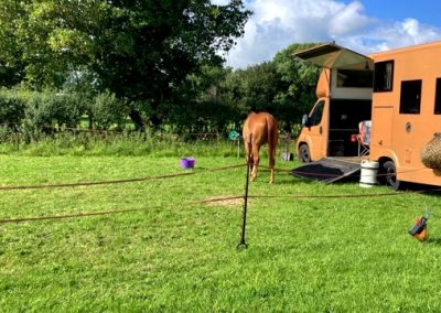 Gold Aeos horsebox in a field