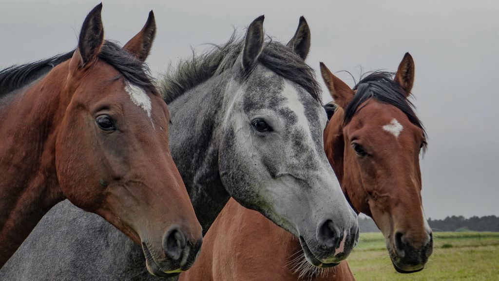 Safety First - Horse's Sight