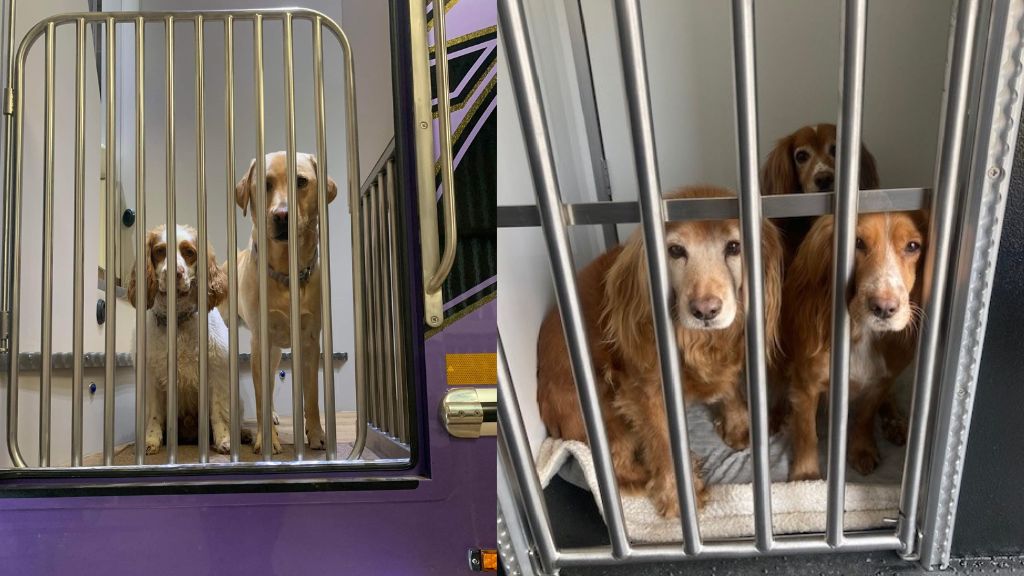 Horse Safety First – Dog Gates for Horseboxes